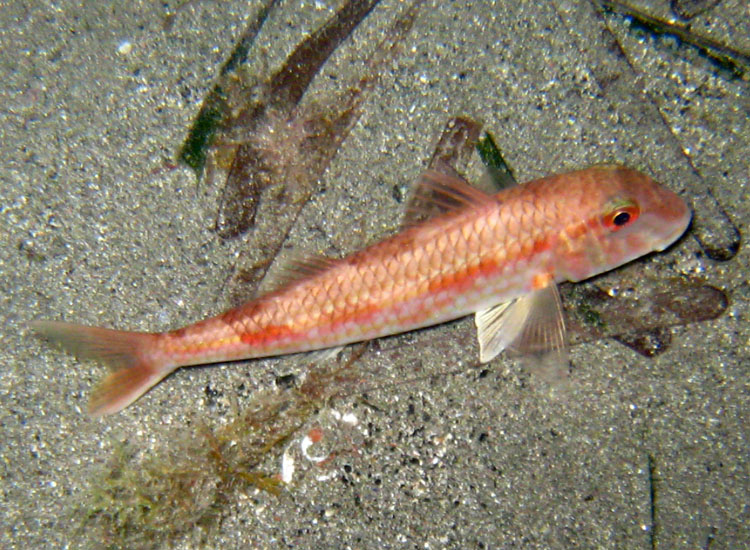 Mullus barbatus e Mullus surmuletus